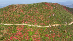 国网丰城市供电公司：红霞漫山时 银线护春忙