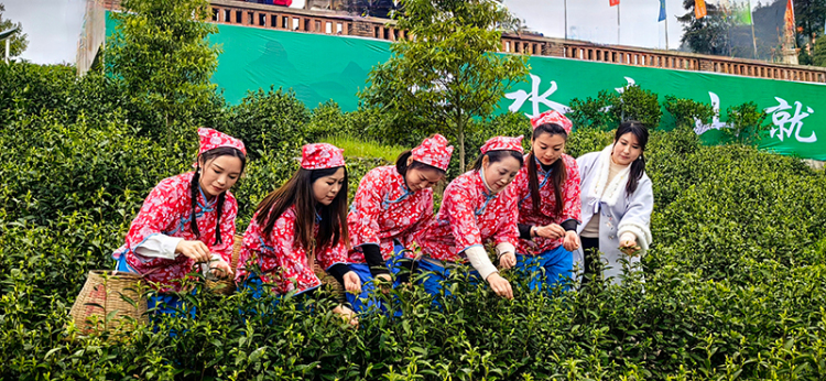 第九届“大竹白茶”喊山开茶节启幕_fororder_采茶现场-摄影-程一凡(1)